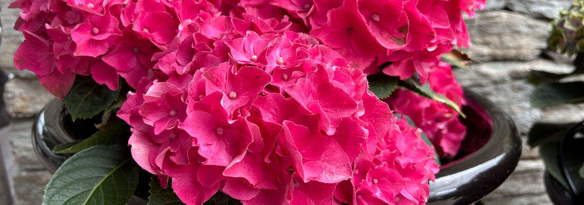 Banner Image2.jpg